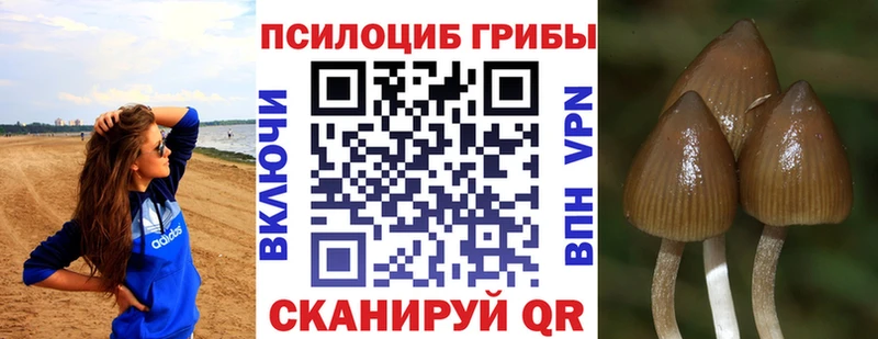 hydra ТОР  сколько стоит  Химки  Галлюциногенные грибы Cubensis 
